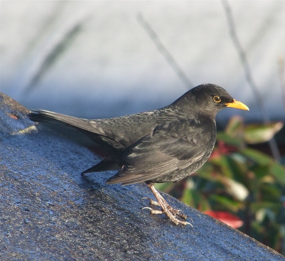 Beautiful blackbird sitting on the branch