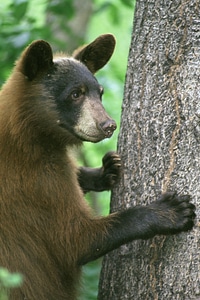 American Black Bear photo