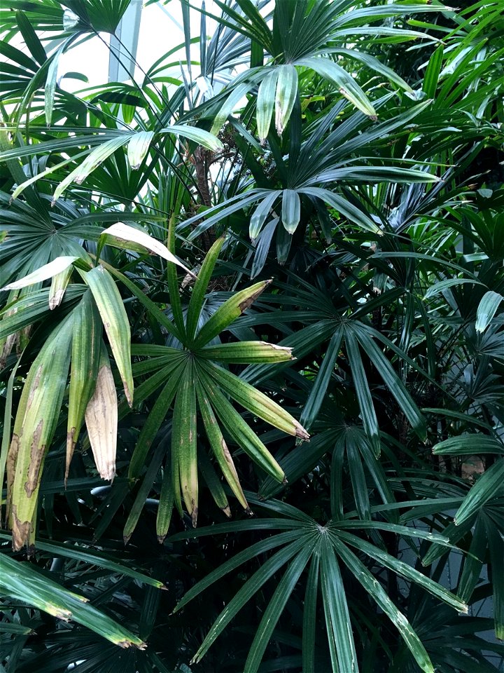 Devonian Gardens Foliage