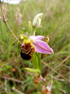 Ophrys apifera Huds., 1762