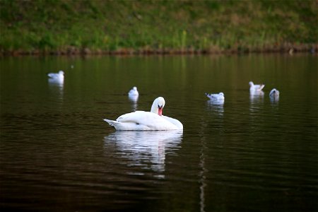 Swan