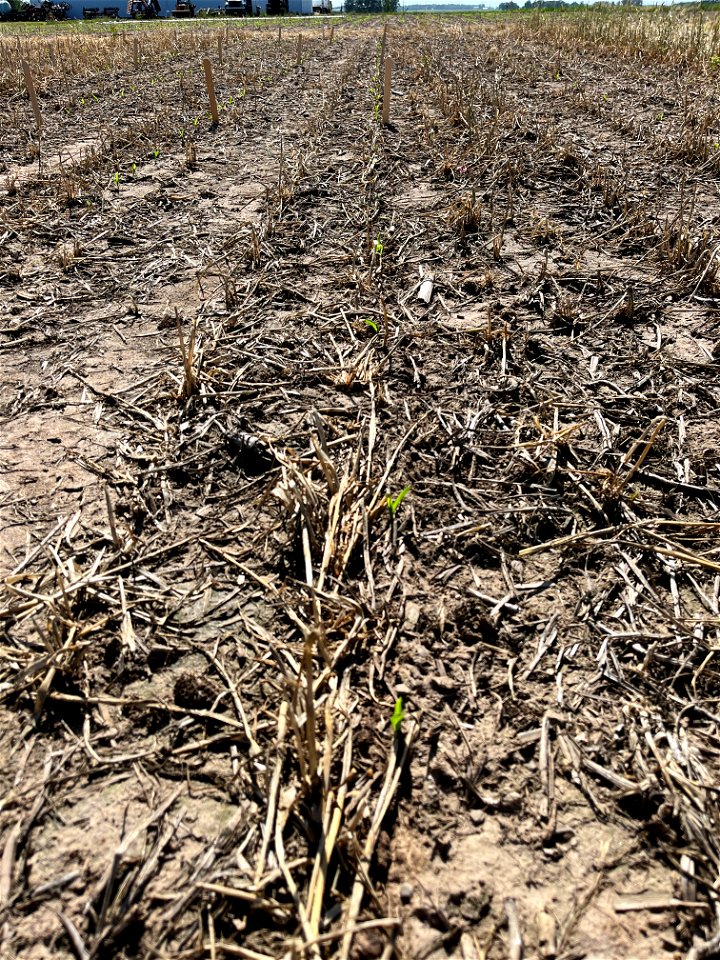 PD1-6DAS-HERB-FC-emerged row