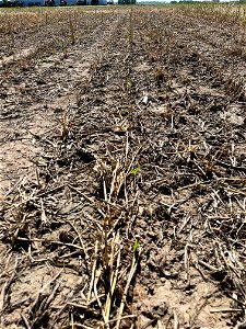 PD1-6DAS-HERB-FC-emerged row