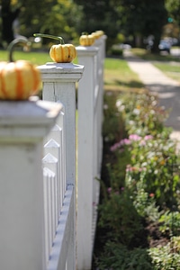 Pumpkins on a white fence
