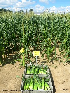 PD1-BARE-CE-harvest-r2