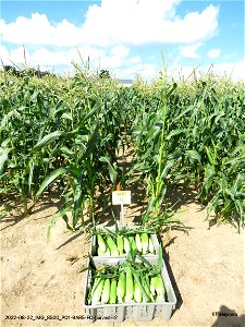 PD1-BARE-FC-harvest-r2
