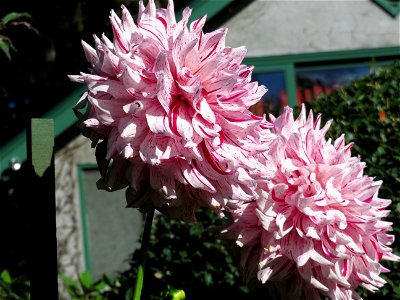 Butchart Gardens were in fine form this day