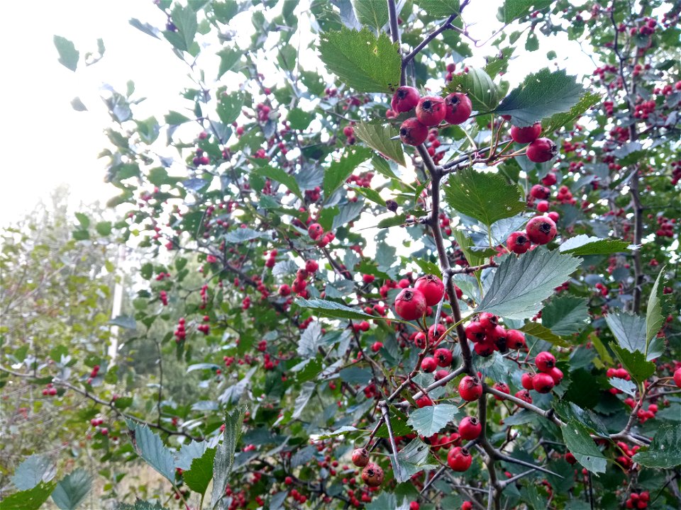 Hawthorn