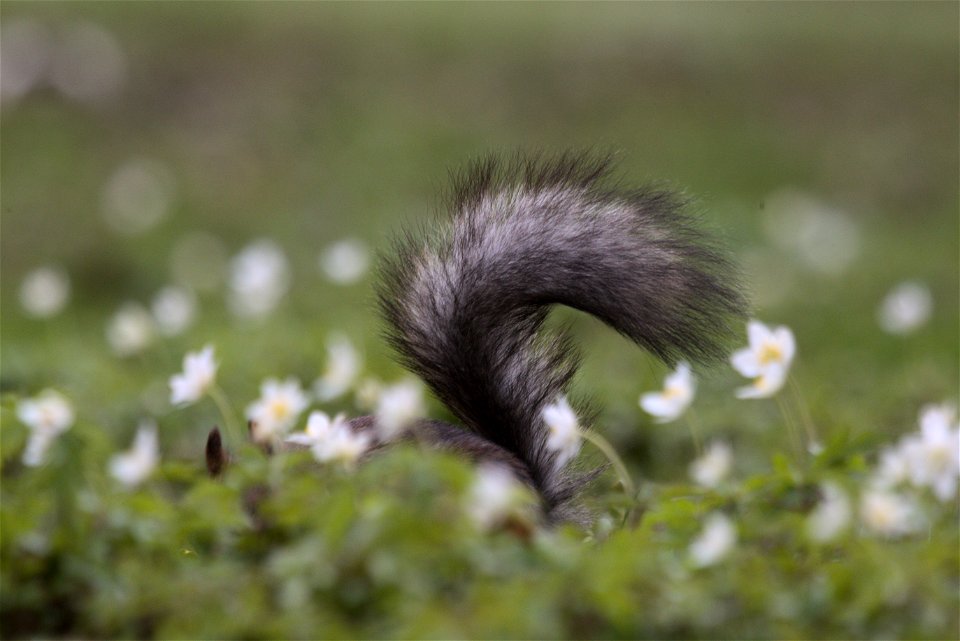 A squirrel's tail