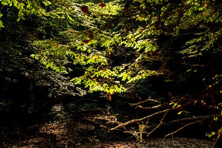 Dismals Canyon