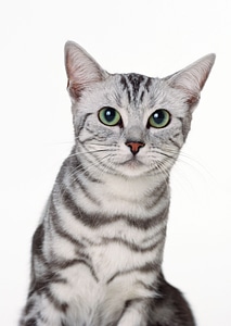 little kitten on white background