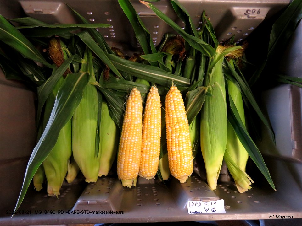 PD1-BARE-STD-marketable-ears