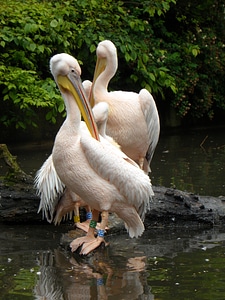 Pelicans birds waterfowl