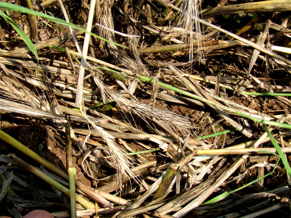 ROLL rye regrowth