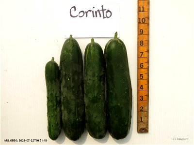 cvCorinto