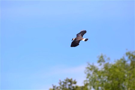 Lapwing photo