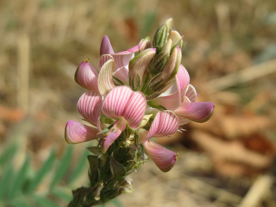 flowering Sainfoin, Onobrychis viciifolia