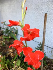 Glad the Glad managed to bloom before the frost shows up.