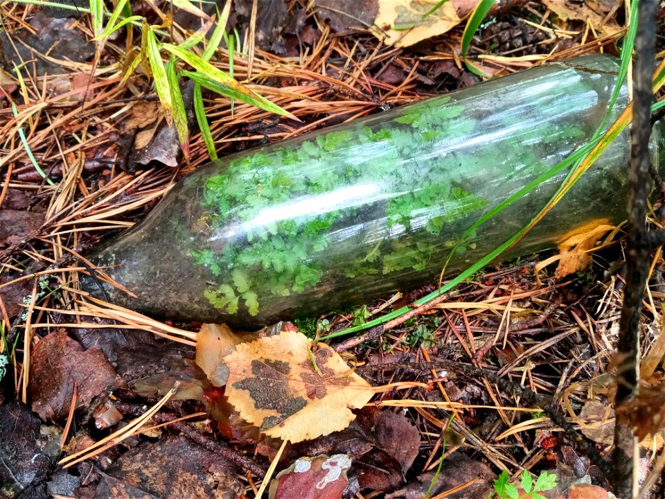 Life in a bottle