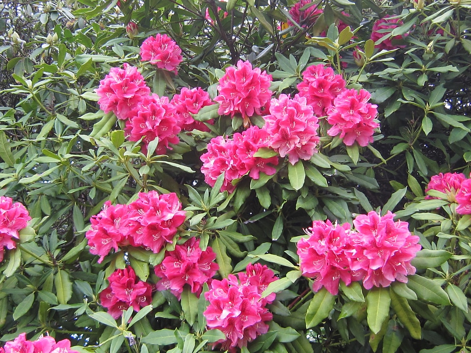 flower_rhododendron_2