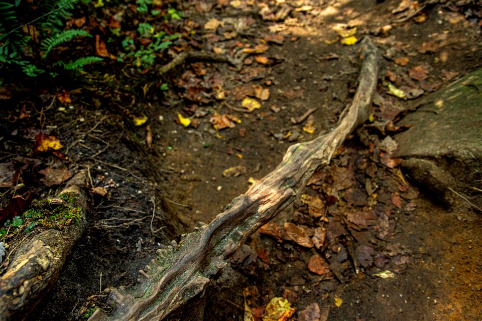 Dismals Canyon