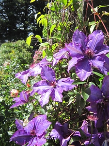 flower_purple_1-A photo