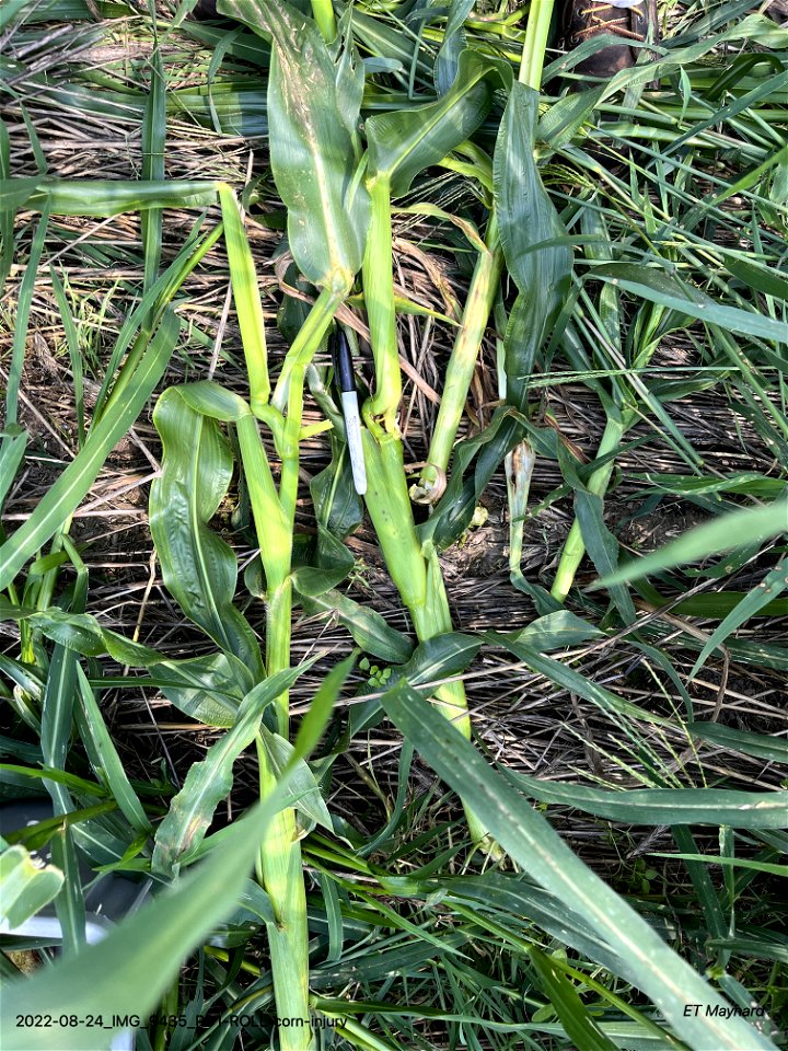 PD1-ROLL-corn-injury