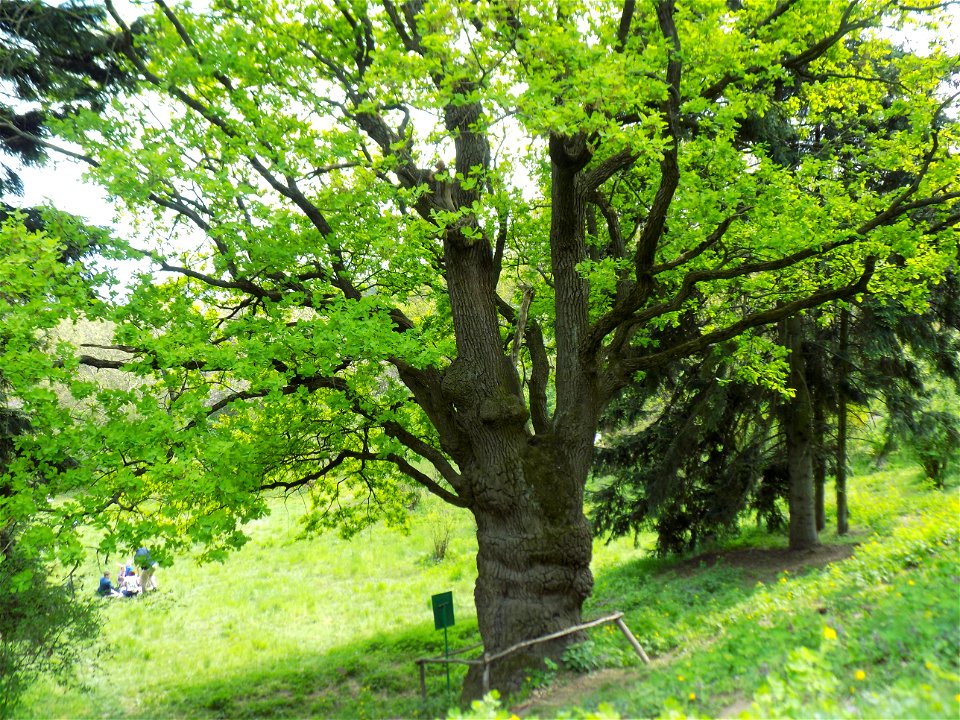 Hryshko National Botanical Garden