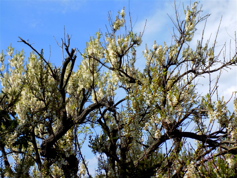 Hryshko National Botanical Garden