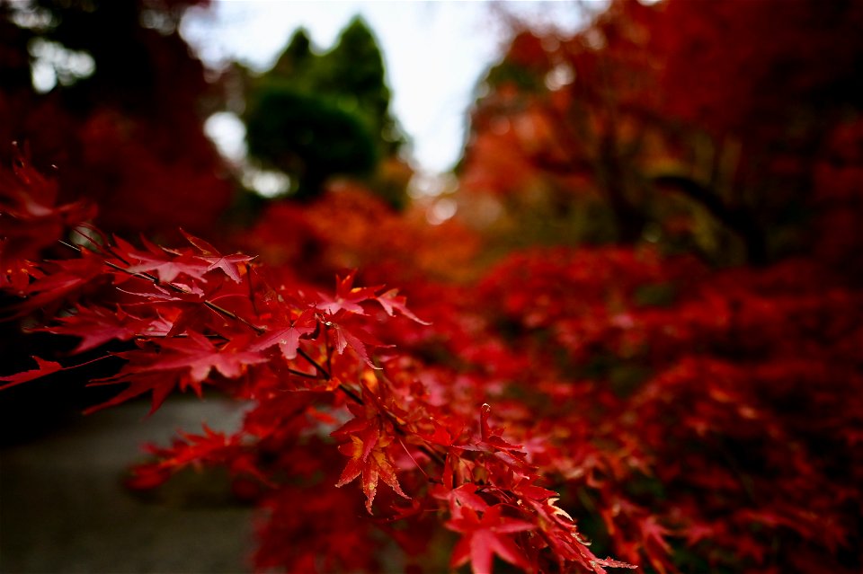 京都龍安寺/Kyoto Ryoanji