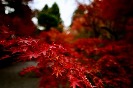 京都龍安寺/Kyoto Ryoanji