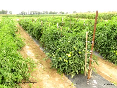 tomato-unirrigated