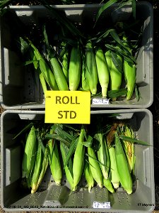 PD1-ROLL-STD-harvested ears-r2