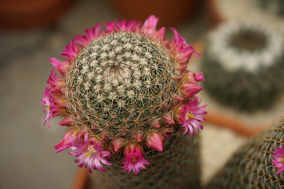 cactuses set in pot nature background