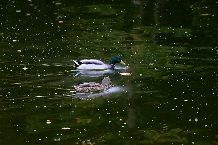 Ducks photo