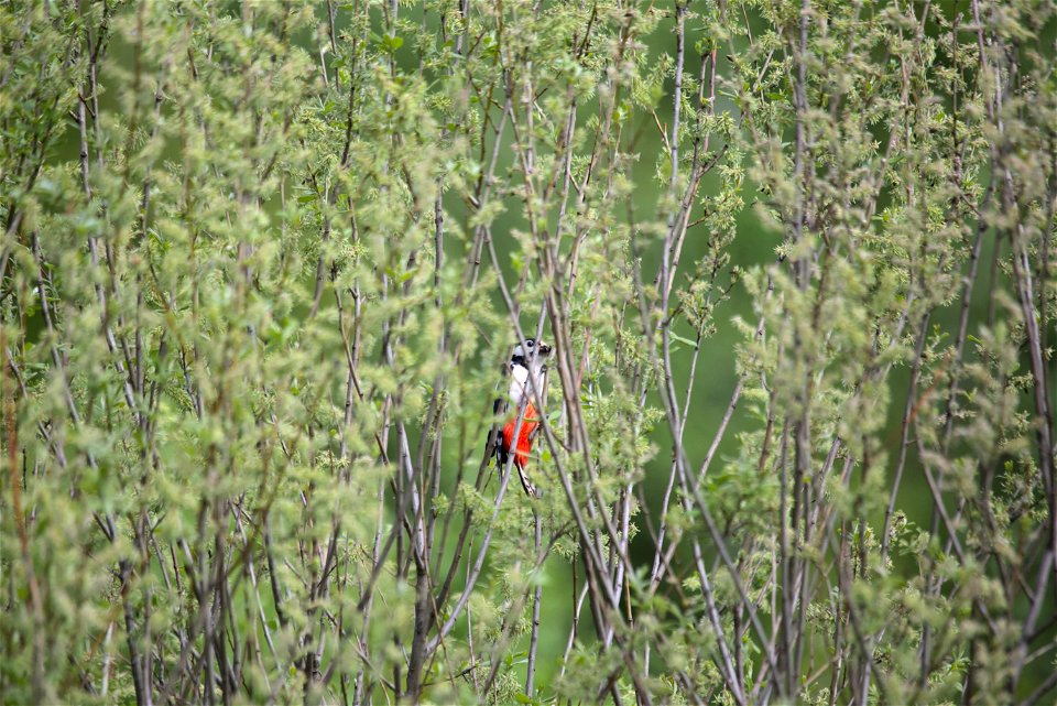 Woodpecker