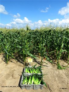 PD1-BARE-FC-harvest