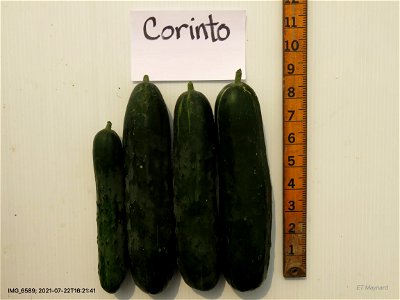 cvCorinto