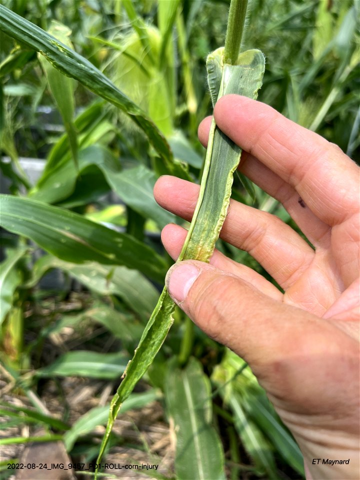 PD1-ROLL-corn-injury