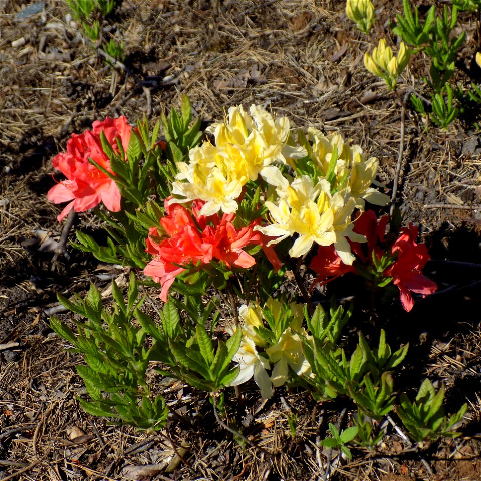 Hryshko National Botanical Garden