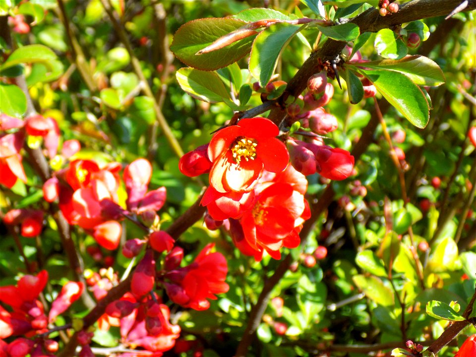 Hryshko National Botanical Garden