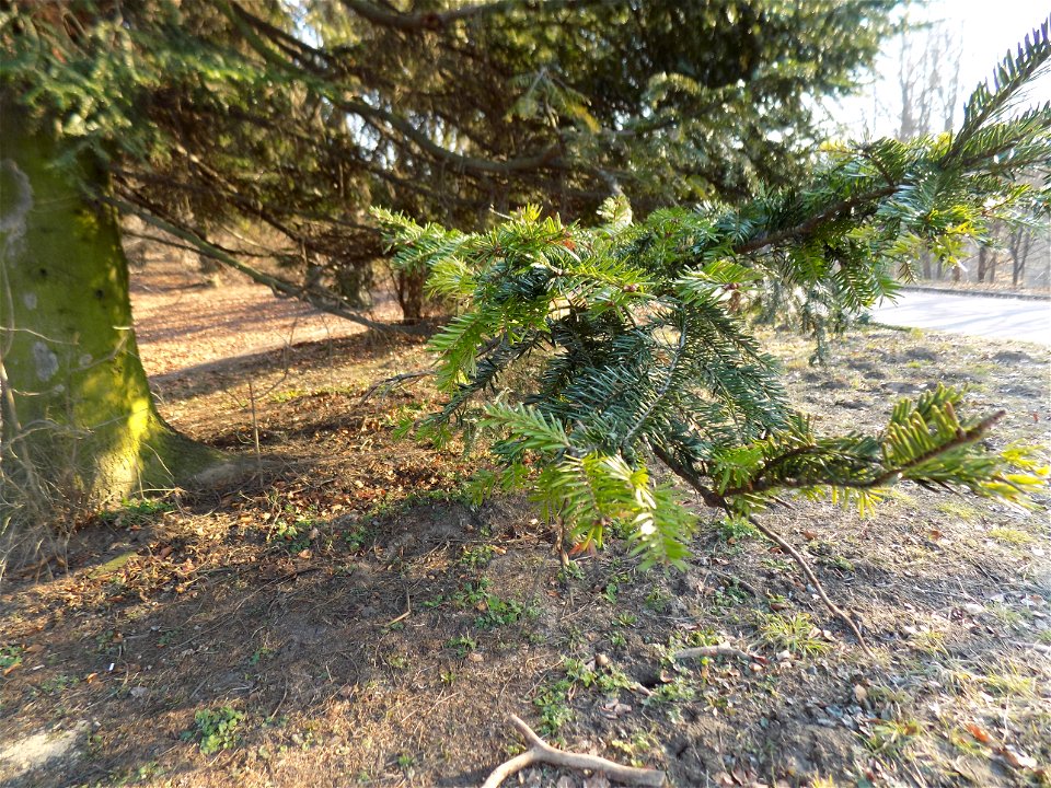 Hryshko National Botanical Garden