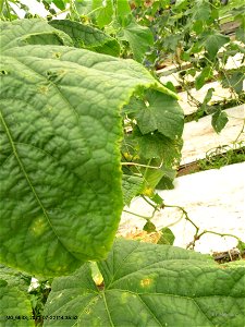 LeafSymptomsMargin