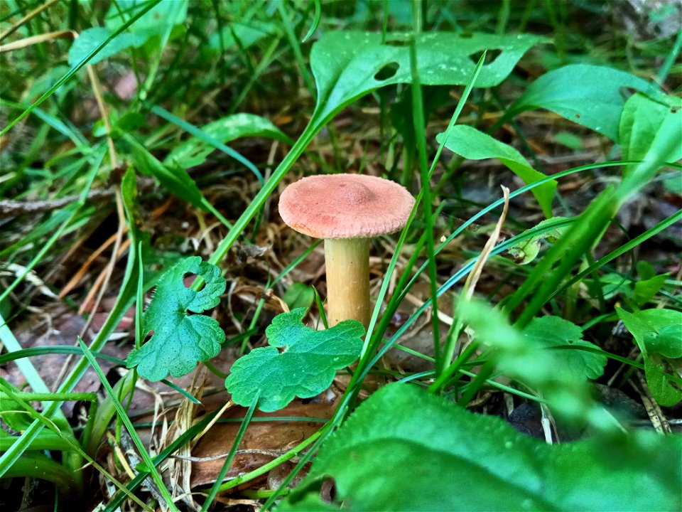 Mushroom