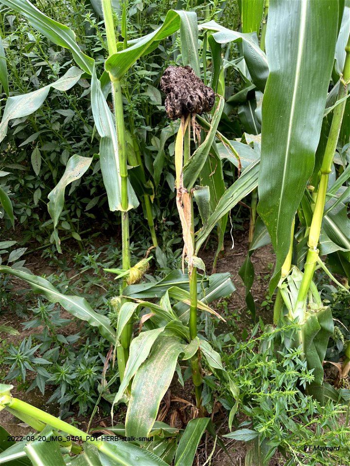 PD1-HERB-stalk-smut