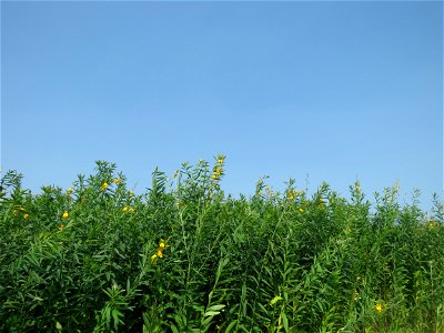 IMG_8732