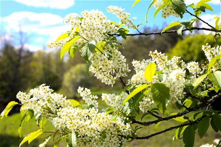 Bird-cherry flowers