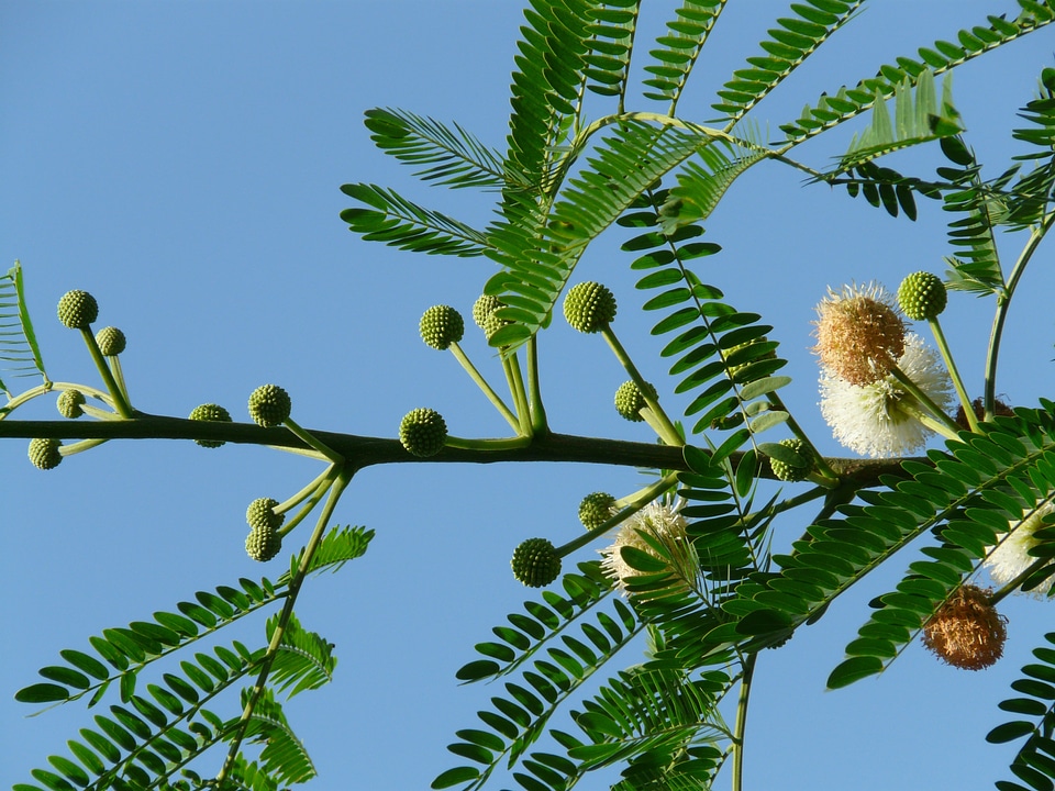 Inflorescences leaves wedel