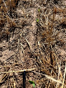 PD1-6DAS-HERB-STD-emerged-row