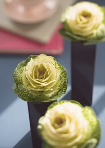 Decorating with three flowering cabbage